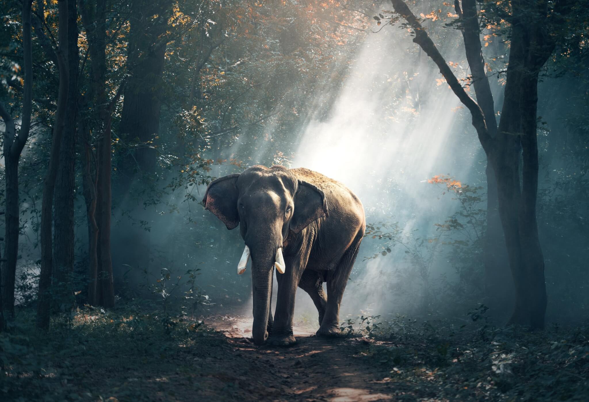 Compassion for all species