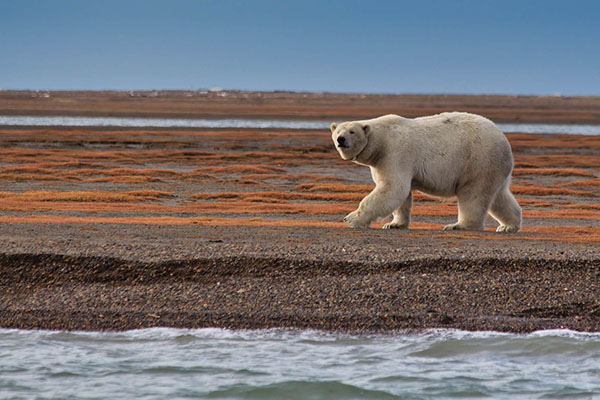 animals-suffering-in-the-world-feat-img