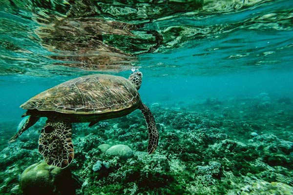 animals-suffering-in-the-world-feat-img
